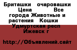 Бриташки - очаровашки.  › Цена ­ 3 000 - Все города Животные и растения » Кошки   . Удмуртская респ.,Ижевск г.